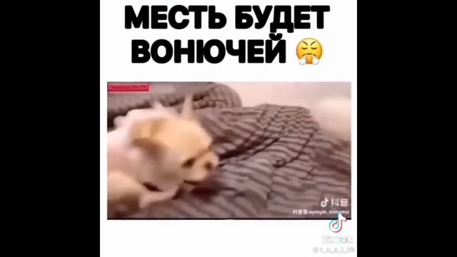 Чудики_из_ТИК_ТОК_🤣😎👍_,_лучшие_приколы_и_видео_февраль_2021_#36