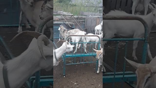 Бабы на батуте 🐐