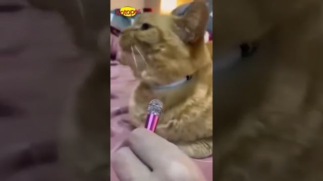 Коты_и_собаки_—_чемпионы_по_смешным_выходкам!_Приколы_для_хорошего