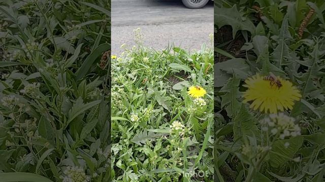 ВЕСНА ИДЕТ ,,,ВЕСНЕ ДОРОГА