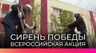В Великом Новгороде сотрудники «Акрона» высадили сирень в честь 80-летия Победы