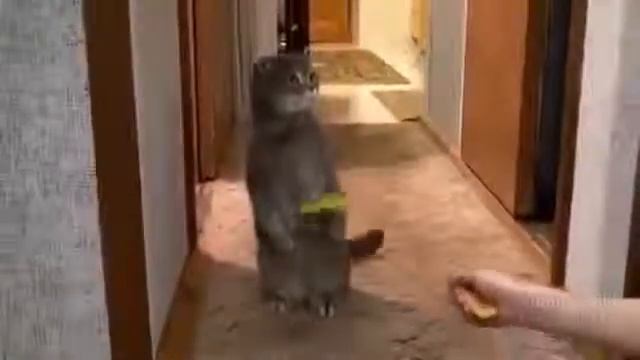 Смехота!    Кот буквально остолбенел от звонка в дверь! Приколы с животными