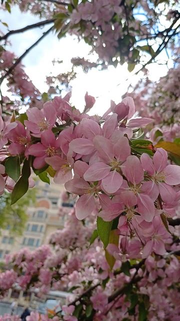 Театральная площадь в цвету: весенняя Москва