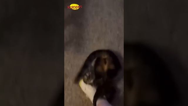 😺_Самые_смешные_кошки_и_котята!_🐈_Подборка_смешных_видео_котов,