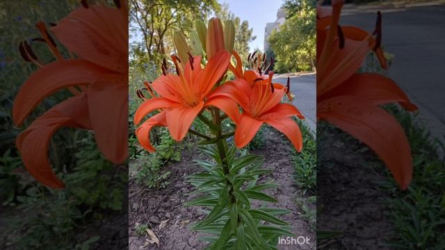 Сакральная мантра любви и нежности - Ом Shri Ram.