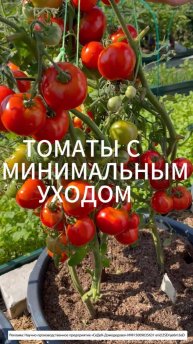 ТОМАТЫ БЕЗ УХОДА . РАСТУТ САМИ