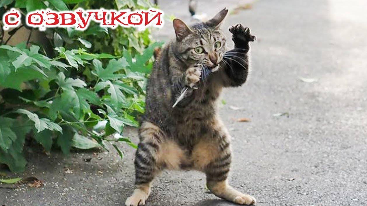 Приколы с котами! С ОЗВУЧКОЙ! СМЕШНЫЕ КОТЫ! Смешные видео с животными!
