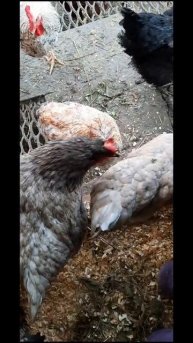 07-05-2025 # НАШИ ПЁРЫШКИ