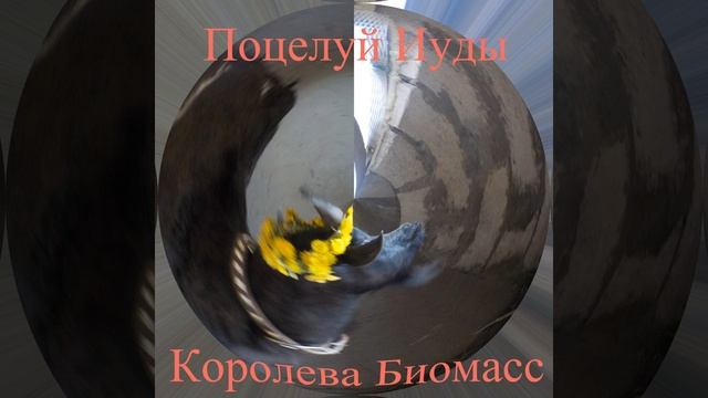 Королева Биомасс