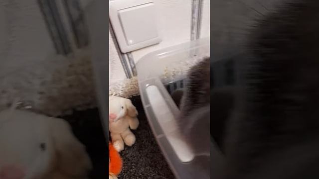 Афина ходит,бродит.🐈🥰😀💕💕💕