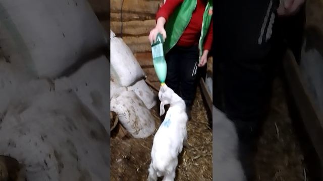 Малыши кашку кушают!