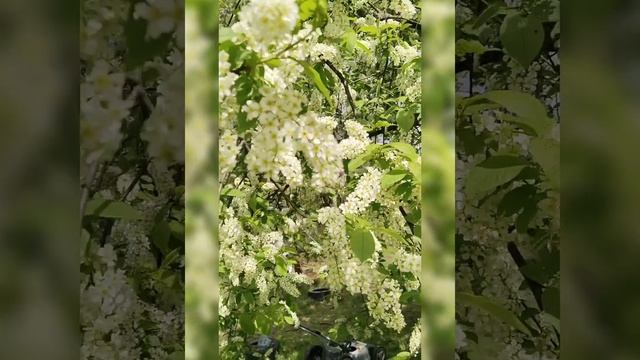 Весна. Черёмуха. Деревня 🤗
