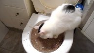 Как приручить кота к унитазу