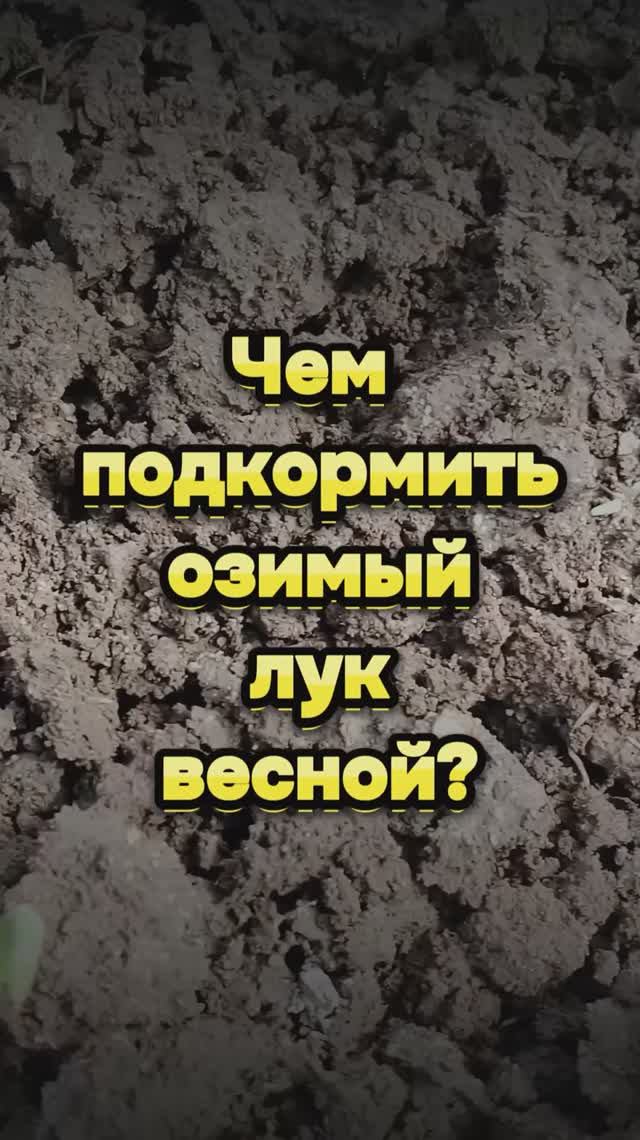Чем подкормить озимый лук весной #лук #shorts
