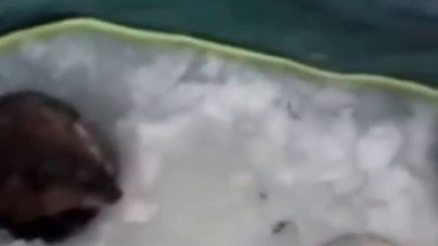funny !_Rat_on_winter_fishing_ прикол !_Крыса_на_зимней_рыбалке