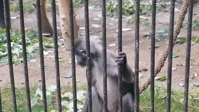 КОШКА МУРКА, СОБАЧКА ПУЛЯ, БУРЖУЯ, КОТ МУРЗИК, И ПОПУГА?