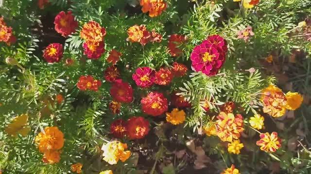 Уборка моркови и свеклы// малина// яблоки (архивное видео)