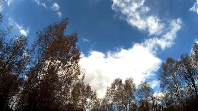 Очередная поездка в лес/Верстак в мастерскую
