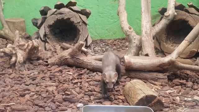 Martes foina - Куниця кам'яна - beech marten