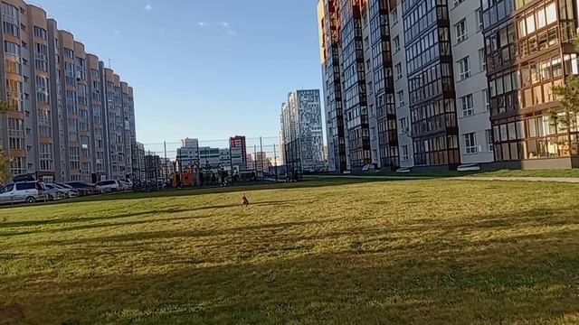 Барнаул / Яблони в цвету/