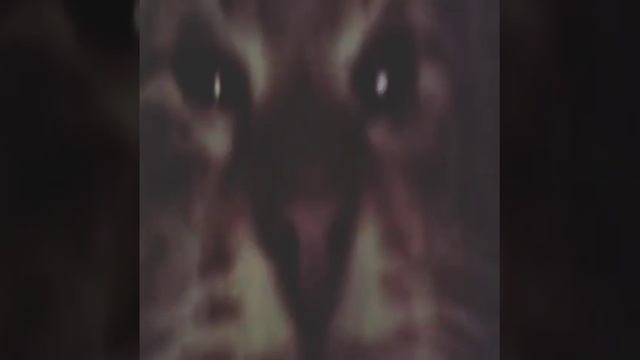 Gansta shit кот