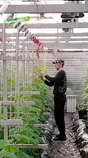 Работа с огурцами в подземной теплице. #садоводство #о?