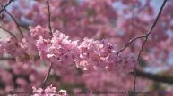 Леса звучат как песня, которую ждали всю жизнь - New Rights -- Ketsa -- Abundance