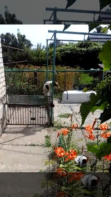 Собака перелезла через забор! Собака скалолаз.