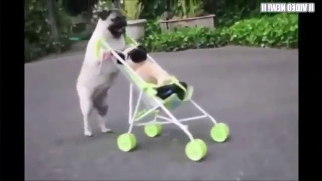 Мопс Приколы #2