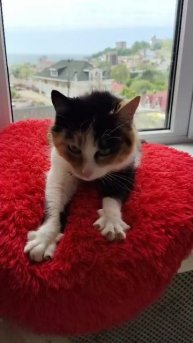 Трехцветная кошка в добрые руки