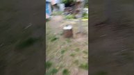 Пилим тутовник на самодельной ленточной пилораме
