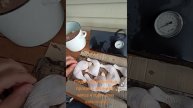 Процесс приготовления курицы к горячему копчению #при