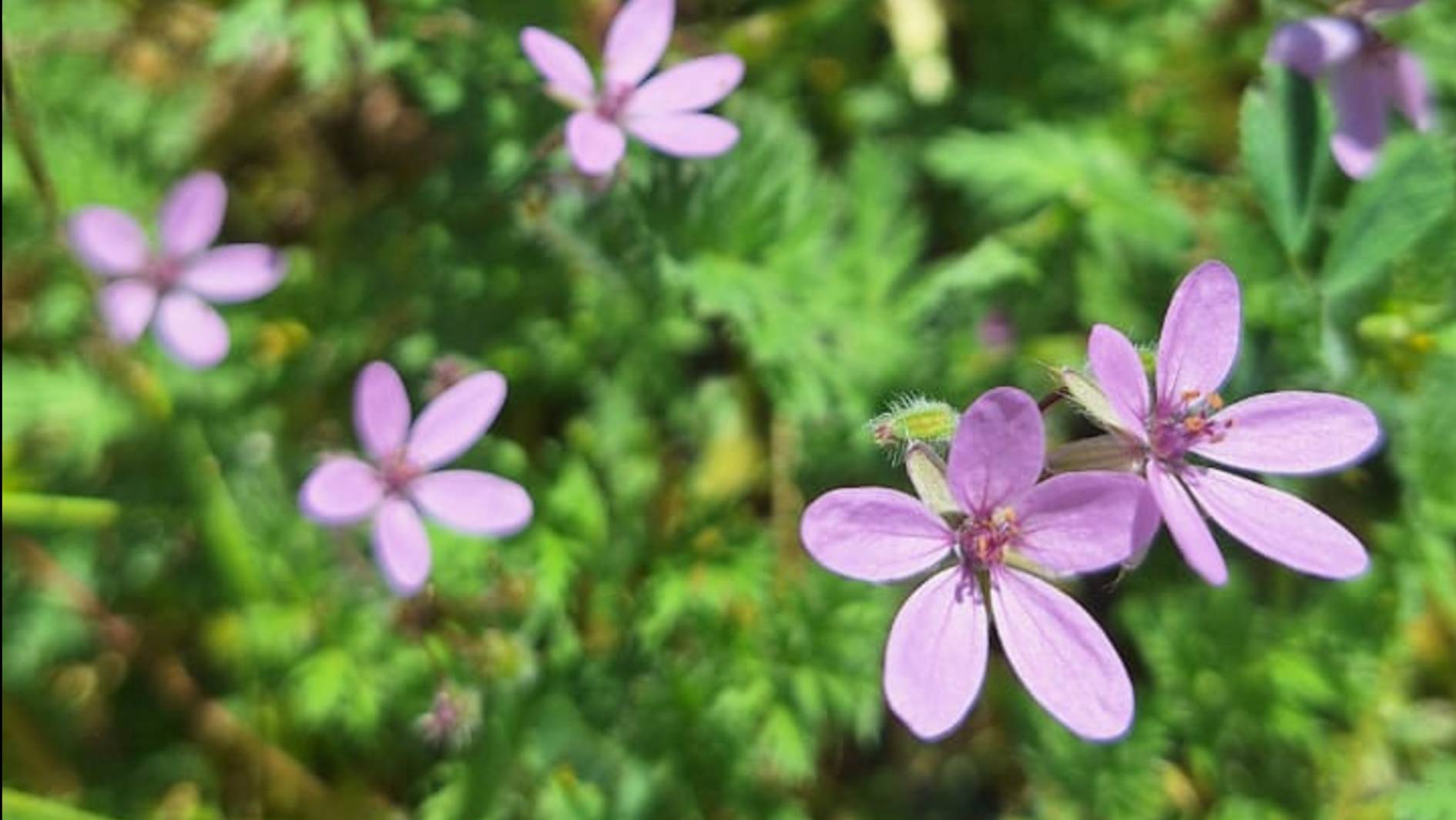 Симорон.Этаж четвертый.