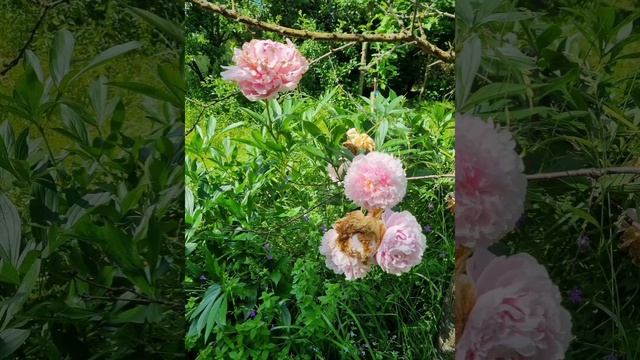Мой Сад! Сегодня! 25.06..2024!🌺#мойсад #сад #дача #растения #?