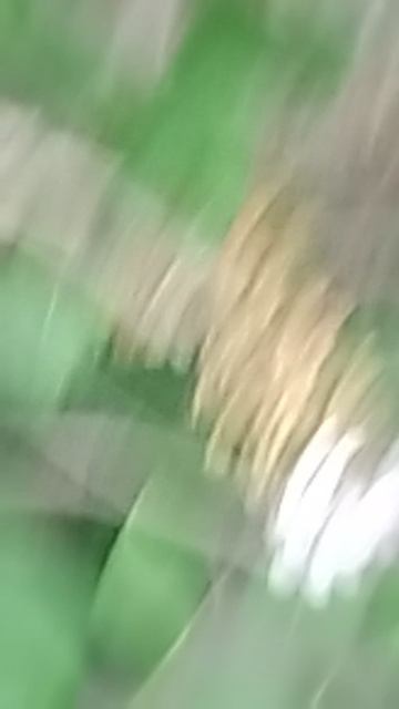 VID_20250507_160037.mp4