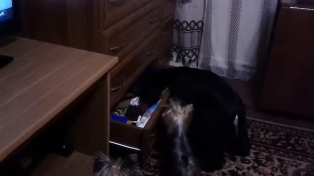 Уранила маша мячик