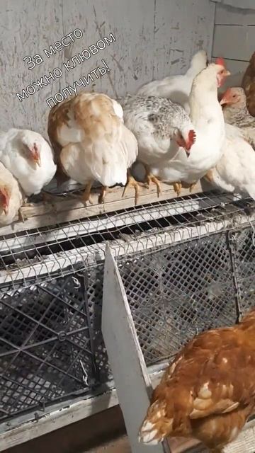 Места занимают! #курынесушки #chick #курятник #петухи