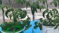 Что сделать для раннего урожая томатов в июне Подмосковье