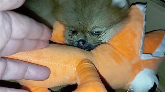 Микро шпиц (Цверг шпиц мини)