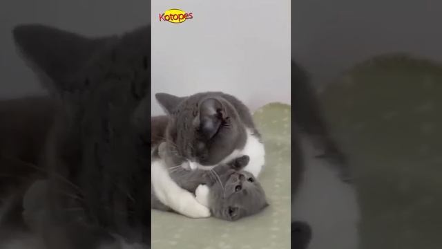 Милые_и_смешные_коты,_приколы_которые_делают_наш_день_лучше!_😻_#котики