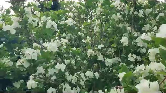ЦВЕТЁТ СИРЕНЬ на стихи Сергея Шарова