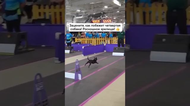 Мой Шарик