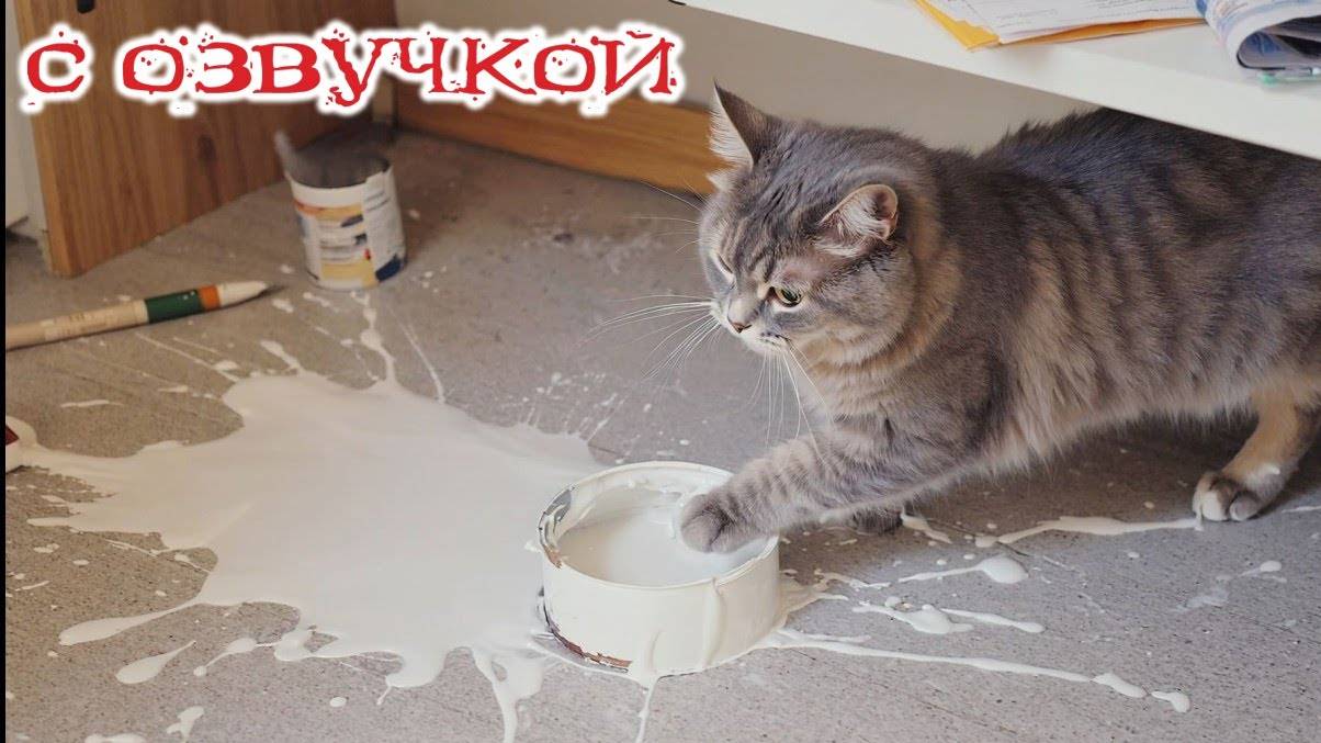 Коты-трешники с крутой озвучкой — Ты не готов! 😹