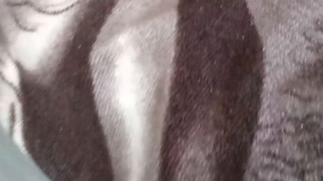анимация:конг против гадзиллы 3 серия 1 часть
