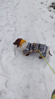 Вяжем шапки и шьём одежду для таксы!❄️🎄🐕#таксы#одеж