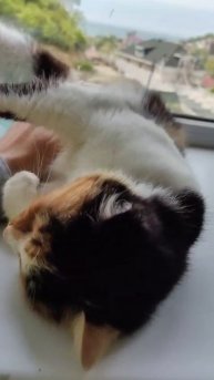 Трехцветное счастье