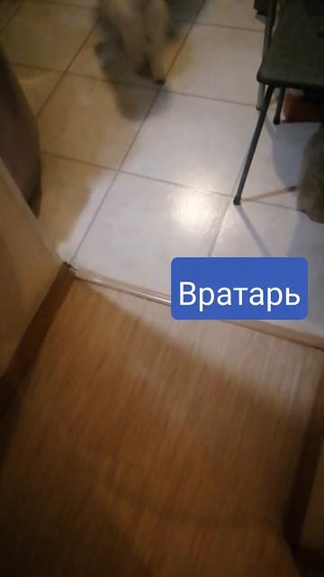 тренировка вратаря #собачийфутбол #вратарь #спорт #шпиц #хочуврек