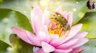 АСМР Слушать звуки природы, пение лягушки, звук воды и шелест камыша/ звук для расслабления, медитац
