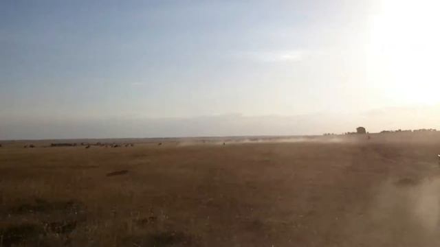 Охота гепардов-погоня