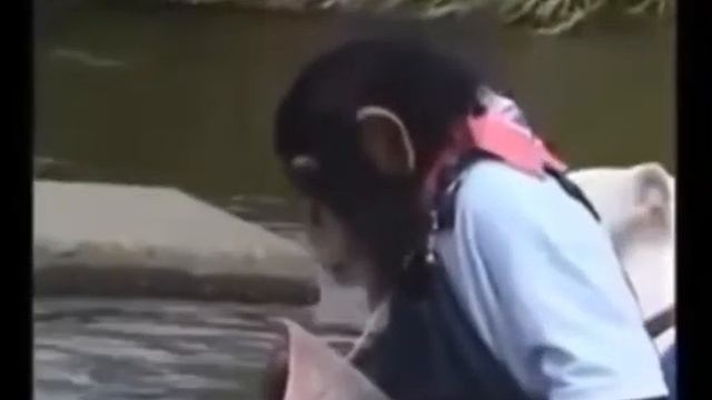 Обезьяна и собака